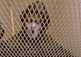 'Scream' season 3 update, plot spoilers: Series renewed with 6 episodes only