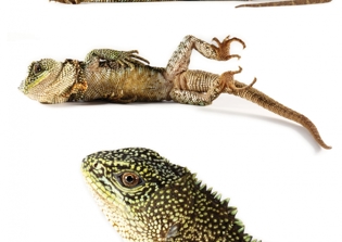 New Dwarf Dragons Known as Wood Lizards Discovered in Andes Cloud Forests