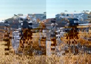 'Red Dead Redemption 2' release date supposedly gets leaked by a U.K. retailer again; New details expected to emerge next month