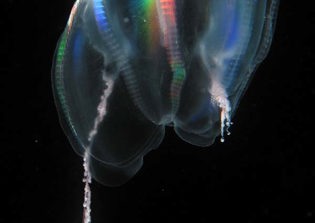 Sea creature throws evolutionary view on digestive anatomy off balance