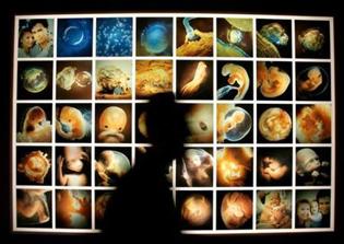 Embryo research: Should 14-day legal limit be extended?