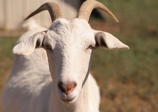 UK man takes break from being human to 'live as goat'