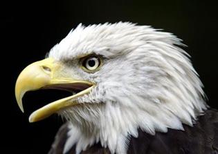Appeals Court Cites Hobby Lobby, Religious Exception In Bald Eagle Feather Case