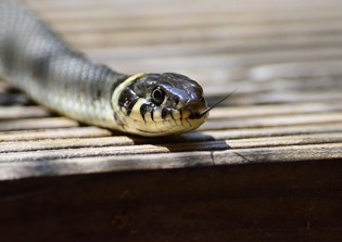 Pastor who fed congregants with live snakes pleads to celebrity preacher for deliverance