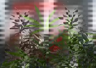 New York opens its first medical marijuana clinics