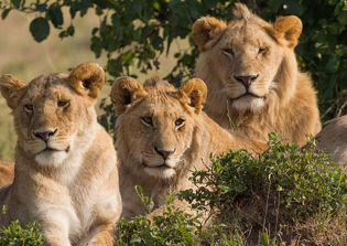 Pastor claims lions saved him from being killed by terrorists