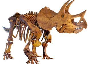 Dinosaurs' extinction not all about massive asteroid hit, study claims