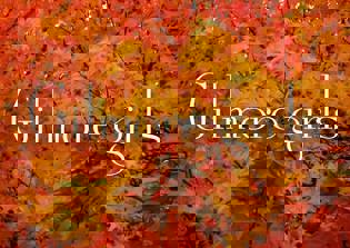 'Gilmore Girls' Netflix revival premiere date announced; first teaser released