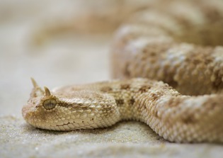 'Snake pastor' retracts confession to TB Joshua after seeking deliverance for feeding snakes to congregants