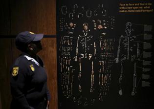Homo naledi fossils are said to be inconsistent with current evolutionary theory