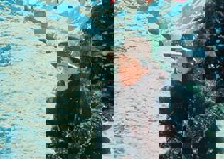 Disney New 'White Fang' Movie News: Dreams Do Come True