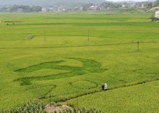 Chinese official kills farmer in row over forced land acquisition