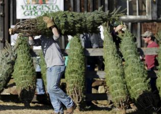 British teen grows and sells Christmas trees to fund his college education