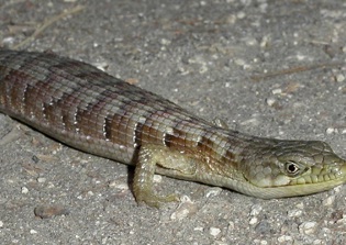 Lizards preserved in amber for 99 million years show no signs of evolution