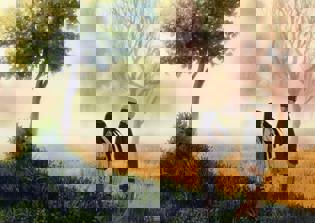 'Naruto Shippuden' episodes 493, 494, 495 spoilers: Kakashi makes Narutoâ€“Hinata nuptials extra special with a top secret mission for everyone