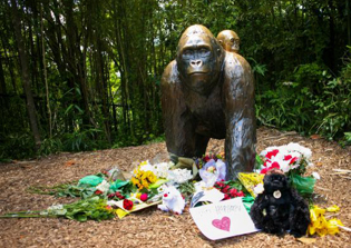 Gorilla Harambe killing gets six times more media coverage than ISIS' mass beheadings of Christians