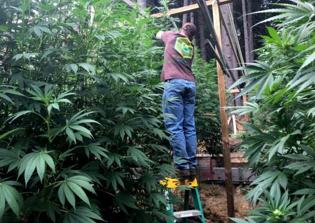 Conservative coalition tells Californians to oppose proposition legalizing marijuana for recreational use