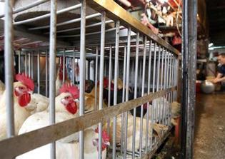 Police Arrest Four Teens In 920 Foster Farm Chicken Deaths