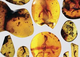 Proof of evolution or creation? Ancient lizards preserved in amber