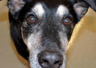 Dog Sniffs Out Cancer Based on Patients' Urine Samples, Study Shows