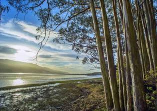 Eucalyptus tree falls on California wedding party, leaves one dead, five injured