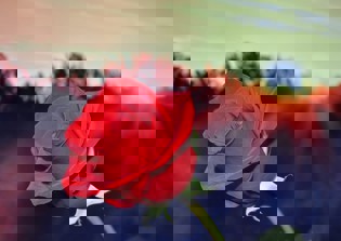 Indonesian cities ban Valentine's Day, 'not part of Islamic culture'