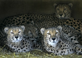 Boy Falls Into Cheetah's Pit, Mom Charged With Child Endangerment in Cleveland