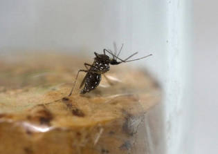 Genes, bugs and radiation: WHO backs new weapons in Zika fight