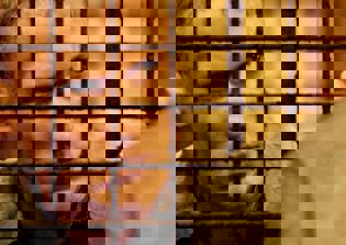 'Prison Break' season 5 release date: Season 6 still on the cards