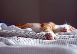 Which mattress is the best for your health?