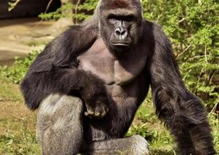 Pastor Perry Noble on people's reaction to gorilla Harambe's death: Americans have lost their minds